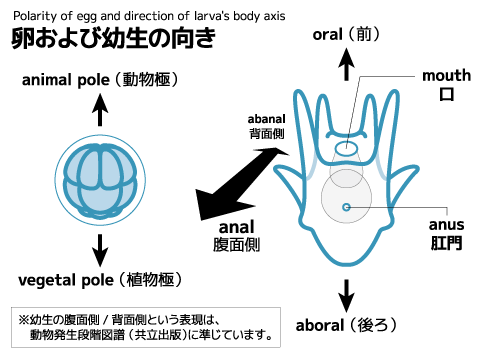 卵の極性と幼生の体軸方向の説明.png
