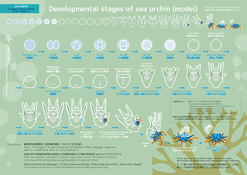 sea_urchin_developmental_stages.jpg
